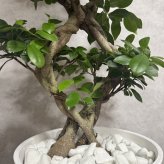 ガジュマル 観葉植物 八の字 8号鉢苗 大型 盆栽 末広がりの8の字 室内 珍しい 希少種 多幸の木 幸福をもたらす精霊が住むガジュマルの木 おしゃれなインテリア 結婚祝い 新築祝い 開店祝い 開業祝い 誕生日 母の日 父の日 記念日 プレゼントギフト 肥料別売り 敬老の日