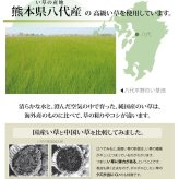 夏ラグ 夏用カーペット 純国産 い草 上敷き カーペット 麻綿織 『清正』 本間8畳(約382×382cm） 熊本県八代産イ草使用