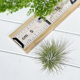 PLANCHU エアプランツ ティランジア イオナンタ ファインリーフ Mサイズ 1株 W8×H8cm前後 育て方説明書付き Tillandsia ionantha cv. エアープランツ チランジア