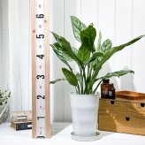 PLANCHU 観葉植物 アグラオネマ シルバークイーン 6号鉢 受け皿付き 育て方説明書付き Aglaonema ‘Silver Queen’ 幸せを招くタイの宝石 アロイド