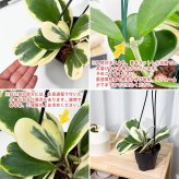 PLANCHU 観葉植物 ホヤ カーリー 斑入り 4号吊り鉢 育て方説明書付き Hoya kerrii ‘Variegata’ ハートホヤ サクララン 桜蘭