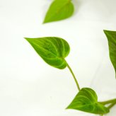 観葉植物 造花 ポトス BROWN 全高約80cm フェイクグリーン 高級 本物そっくり リアル おしゃれ 卓上 インテリア 人工観葉植物 アーティフィシャルグリーン 垂れ下がる つる オフィス 店舗 開店祝い 室内 リビング 玄関 トイレ 風水 フェイク