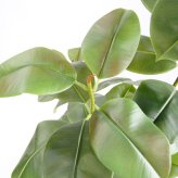 観葉植物 造花 フィカス ソフィア BROWN 全高約180cm 大型 フェイクグリーン 高級 本物そっくり リアル おしゃれ ナチュラル インテリア 人工観葉植物 アーティフィシャルグリーン オフィス 店舗 ホテル 開店祝い 室内 リビング 玄関 風水 ゴムの木