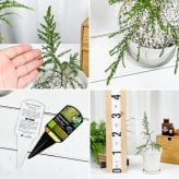 虫除け植物 モスキートブロッカー 4号鉢 2鉢セット 受け皿付き 育て方説明書付き Leptospermum liversidgei レプトスペルマム オージープランツ ハーブ苗 PVP