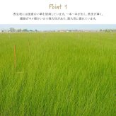 撥水 国産 い草 日本製 置き畳 ユニット畳 簡単 和室 ナチュラル 約88×176cm 単品