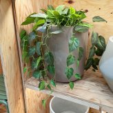 観葉植物 造花 ポトス BROWN 全高約80cm フェイクグリーン 高級 本物そっくり リアル おしゃれ 卓上 インテリア 人工観葉植物 アーティフィシャルグリーン 垂れ下がる つる オフィス 店舗 開店祝い 室内 リビング 玄関 トイレ 風水 フェイク
