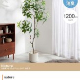 【高さ200cm】光触媒人工観葉植物 パキラ 曲がり 幅55cm×奥行50cm×高さ200cm オフィス 天然木 組立品 お部屋に気軽に飾れて空間を美しく彩るフェイクグリーン 本物の植物のようなリアルな質感とインテリアに馴染む風合いが魅力です