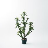 観葉植物 造花 ユーフォルビア BROWN 全高約112cm 中型 フェイクグリーン 本物そっくり おしゃれ インテリア 人工観葉植物 アーティフィシャルグリーン オフィス 店舗 ホテル 開店祝い 室内 多肉植物 フェイク