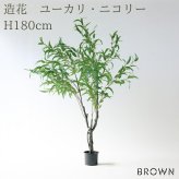 観葉植物 造花 ユーカリ・ニコリー BROWN 全高約180cm 大型 フェイクグリーン 高級 本物そっくり リアル おしゃれ ナチュラル インテリア 人工観葉植物 アーティフィシャルグリーン オフィス 店舗 ホテル カフェ 開店祝い 室内 リビング 玄関 風水 ユーカリの木