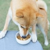 わんちゃんとねこちゃんの「ごほうびふりかけ」４種入 / Dog・Cat ドッグフード キャットフード おやつ【送料無料】