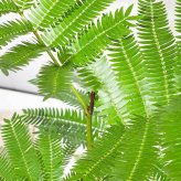 PLANCHU 観葉植物 コヨバ エバーフレッシュ 5号鉢 受け皿付き 育て方説明書付き Cojoba arborea var. angustifolia アカサヤネムノキ