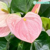 PLANCHU 観葉植物 アンスリウム スイートドリーム 4号鉢 受け皿付き 育て方説明書付き Anthurium andraeanum ‘Sweet Dream’ アンスリューム アロイド 鉢花 ピンク系