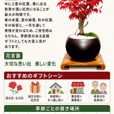 出猩々もみじ 人気ギフト 盆栽 希少 樹齢6年 日時指定可 育て方ガイド付 ラッピング無料 記念樹 鉢植え シンボルツリー 日本庭園 苔リウム 盆栽 もみじ 室内 初心者 おしゃれ 花 誕生日 引っ越し 還暦 退職 お祝い 母の日 父の日 プレゼント