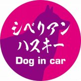 Dog in car ドッグインカー ステッカー カーステッカー シベリアンハスキー 毛筆書体 ピンクパープル シール 煽り運転対策 カーサイン