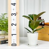 PLANCHU 観葉植物 フィカス ソフィア 4号鉢 受け皿付き 育て方説明書付き Ficus elastica ‘Sofia’ インドゴムノキ
