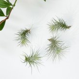 PLANCHU メール便発送 エアプランツ ティランジア フンキアナ Sサイズ 1株 W4×H5cm前後 育て方説明書付き Tillandsia funckiana エアープランツ チランジア