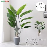 お手入れ簡単 フェイクグリーン ストレリチア Lサイズ(180cm) 新生活