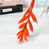 PLANCHU エアプランツ ティランジア レクルビフォリア サブセクンディフォリア Lサイズ 1株 W12×H10cm前後 育て方説明書付き Tillandsia recurvifolia エアープランツ チランジア