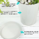 PLANCHU 観葉植物 ドラセナ ゴールドコード 6号鉢 受け皿付き 育て方説明書付き Dracaena ‘Gold Code’