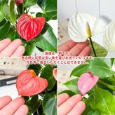 PLANCHU 観葉植物 アンスリウム 花色おまかせ 4号鉢 受け皿付き 育て方説明書付き Anthurium andraeanum アンスリューム アロイド 鉢花