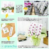 PLANCHU 鉢花ギフト ミディ胡蝶蘭 ルージュ 2本立ち 5号陶器鉢 受け皿付き 育て方説明書付き ファレノプシス コチョウラン 洋ラン