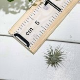 PLANCHU エアプランツ ティランジア イオナンタ Sサイズ 1株 W3×H3cm前後 育て方説明書付き Tillandsia ionantha エアープランツ チランジア