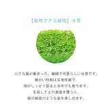 じゃれ猫水草鉢 猫と楽しむミニアクアリウム水草栽培キット 鉢付き フィギュア付き 猫 ネコ ねこ 金魚 植物 グリーン スターターセット オブジェ 置物 おしゃれ インテリア 雑貨 ギフト プレゼント 男性 女性 誕生日 母の日 父の日 敬老の日 引越し祝い 新築祝い お祝 ラッピング対応 無料ラッピング