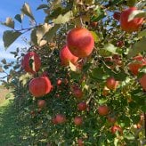 長野県産りんご サンふじ 秀品 ギフト 贈答用 お歳暮 長野県産 信州産 果物 林檎 フルーツ 贈答 お取り寄せ 産地直送 母の日 父の日 敬老の日 還暦祝い お中元 お歳暮 お祝い ギフト 贈り物 グルメプレゼント 冬ギフト クリスマスプレゼント フルーツ 無添加【送料無料(一部地域除く)】
