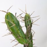 観葉植物 造花 柱サボテン BROWN 全高約118cm 中型 フェイクグリーン 本物そっくり おしゃれ インテリア 人工観葉植物 アーティフィシャルグリーン オフィス 店舗 ホテル 開店祝い 室内 サボテン カクタス フェイク