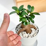 PLANCHU 観葉植物 ガジュマル 3.5号鉢 受け皿付き 育て方説明書付き Ficus microcarpa フィカス ミクロカルパ 精霊の宿る木