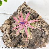 PLANCHU エアプランツ ティランジア イオナンタ バンハイニンギー Lサイズ 1株 W6×H6cm前後 育て方説明書付き Tillandsia ionantha var. vanhyningii エアープランツ チランジア