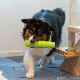 ジョイサー JOYSER ホールスティック 犬用おもちゃ オレンジ