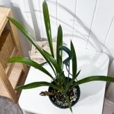 PLANCHU 東洋ラン シンビジウム フォアゴットンフルーツ 6号吊り鉢 育て方説明書付き Cymbidium ‘Forgotten Fruits’ ミツバチラン キンリョウヘン シンビジューム