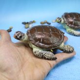 海亀 置物 リアル ウミガメ オブジェ 樹脂製 動物 フィギュア 水槽 アクアリウム 装飾 ミニチュア ガーデン インテリア 雑貨 海洋生物 飾り ジオラマ 撮影小物 プレゼント