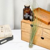 PLANCHU エアプランツ ティランジア ディスティカ 1株 W5×H35cm前後 育て方説明書付き Tillandsia disticha エアープランツ チランジア