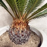 現品 観葉植物 ソテツ 蘇鉄 高さ80cm 10号鉢苗 大型種類 大きい 鉢植え 和風 和室 南国 おしゃれな室内インテリア 日陰 風水 玄関 リビング 初心者におすすめ 簡単で育てやすい 耐陰性 部屋 屋外 かわいい ベランダ プレゼント ギフト 開店祝い 結婚祝い 窓際 テレビ横 モダン 贈答