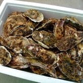 殻付き生牡蠣  岡山県 邑久町産 曙牡蠣 | ミニ缶3kgパック 牡蠣むきナイフ、軍手付き  お歳暮 送料無料 殻付き牡蠣 殻付き カキ かき 牡蛎 牡蠣一斗缶 生食用 海鮮 バーベキュー BBQ