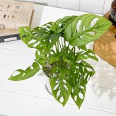 PLANCHU 観葉植物 マドカズラ モンステラ フリードリヒスターリー 4号鉢 受け皿付き 育て方説明書付き Monstera friedrichsthalii アロイド