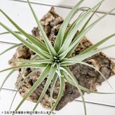PLANCHU エアプランツ ティランジア ポーリアナ 1株 W20×H16cm前後 育て方説明書付き Tillandsia pohliana エアープランツ チランジア