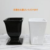 [プリザ お供え 花束]【プリザーブドフラワー 紫雲トール】 お手入れ不要のお供え花【紫雲トール】[光のプリザ仏花] 咲き続ける御供え花 送料無料 デンファレ 和紫の蘭 パープル 明るい仏壇花 光の仏花 アレンジメント【遺影 お悔やみ】