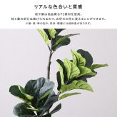 お手入れ簡単 フェイクグリーン フィカス・リラータ Mサイズ(150cm) 新築祝い 開店祝い