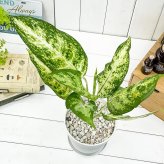 PLANCHU 観葉植物 アグラオネマ プセウドブラクテアツム 5号鉢 受け皿付き 育て方説明書付き Aglaonema ‘Pseudo-bracteatum’ 幸せを招くタイの宝石 アロイド