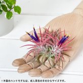 PLANCHU エアプランツ ティランジア イオナンタ ハムエムラ クランプ 1株 W7×H7cm前後 育て方説明書付き Tillandsia ionantha ‘Hamuemula’ エアープランツ チランジア