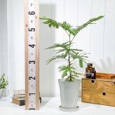 PLANCHU 観葉植物 エバーフレッシュ 5号鉢 受け皿付き 育て方説明書付き Cojoba arborea var. angustifolia コヨバ アカサヤネムノキ
