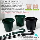 PLANCHU 東洋ラン シンビジウム フォアゴットンフルーツ 6号吊り鉢 育て方説明書付き Cymbidium ‘Forgotten Fruits’ ミツバチラン キンリョウヘン シンビジューム