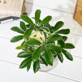 PLANCHU 観葉植物 シェフレラ アルボリコラ ムーンドロップ 3.5号鉢 受け皿付き 育て方説明書付き Schefflera arboricola ‘Moondrop’ ホンコンカポック 斑入り
