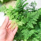 PLANCHU 観葉植物 アジアンタム フリッツルーシー 5号鉢 受け皿付き 育て方説明書付き Adiantum raddianum ‘Fritz Luthi’ シダ植物