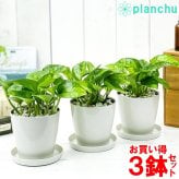 観葉植物 ポトス グローバルグリーン 3.5号鉢 3鉢セット 受け皿付き 育て方説明書付き Epipremnum pinnatum ‘Global Green’ エピプレムヌム