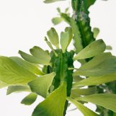 観葉植物 造花 ユーフォルビア BROWN 全高約147cm 大型 フェイクグリーン 本物そっくり おしゃれ インテリア 人工観葉植物 アーティフィシャルグリーン オフィス 店舗 ホテル 開店祝い 室内 多肉植物 フェイク