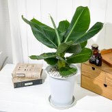 PLANCHU 熱帯果樹 ムサ サンジャクバナナ 6号鉢 受け皿付き 育て方説明書付き Musa acuminata ‘Dwarf Cavendish’ サンジャクバナナ バナナの木 苗 観葉植物